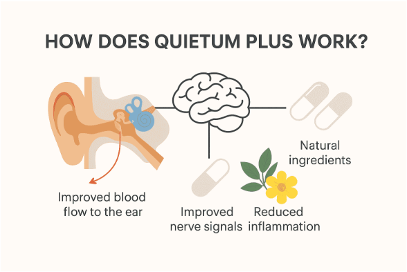how Quietum plus  works